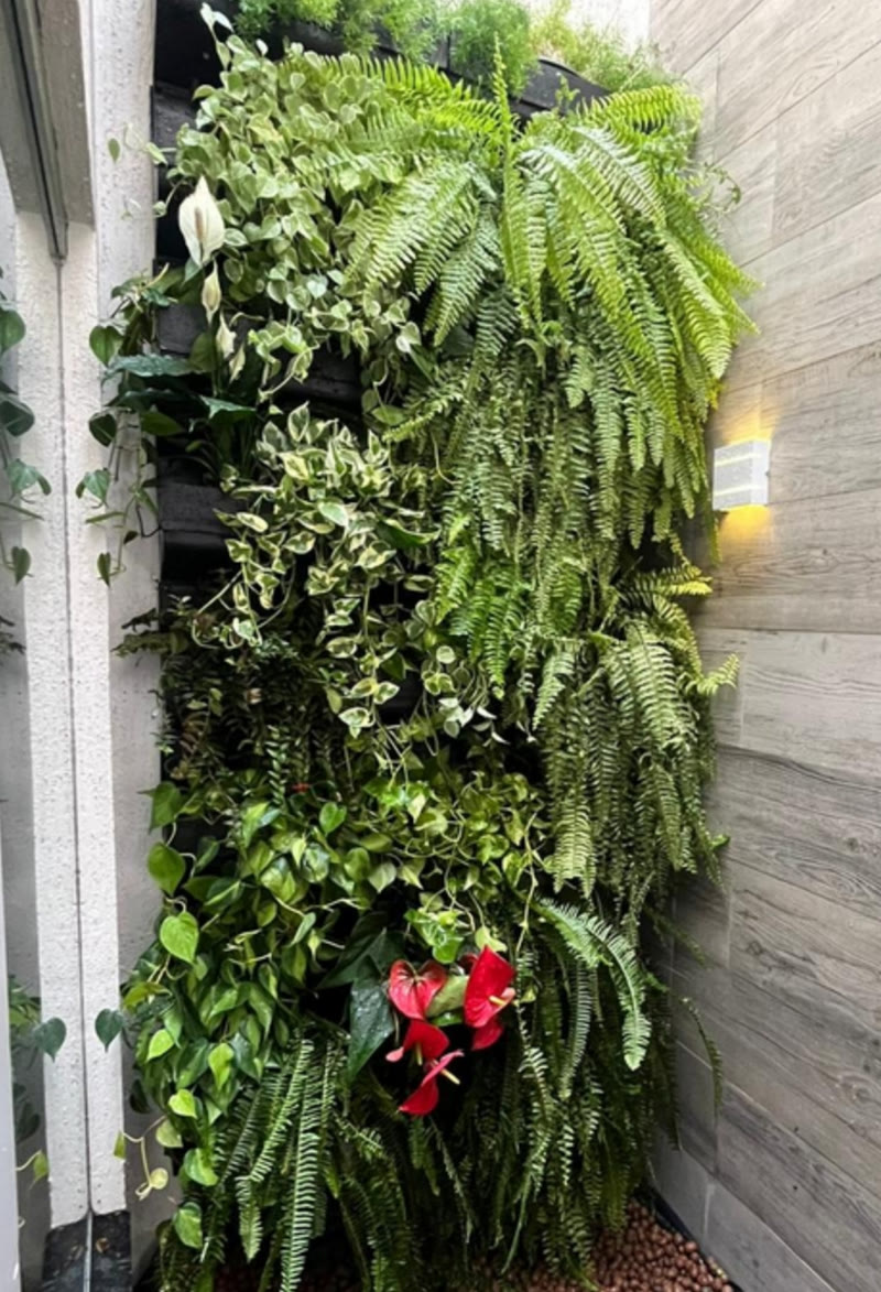 Jardim vertical com samambaias e antúrios